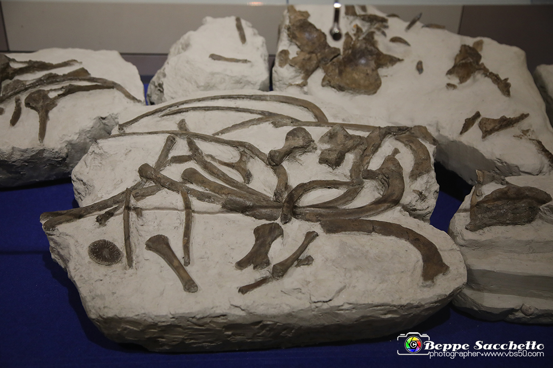 VBS_9134 - Museo Paleontologico - Asti.jpg
